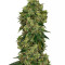 Semillas feminizadas Glookies (Barney's Farm)