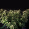 Grandaddy Purple