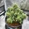 Sementes Feminizadas de Lemon Jack Autoflower (Seedkeepers)