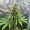 Lemon O.G. Seeds