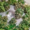 Mandarin Thuggee Auto Seeds (AlphaFem Seeds)