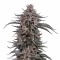Semi Femminizzati Mango Cherry Runtz Auto (Fast Buds)