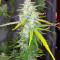 Graines de cannabis Panama (CannaBioGen)