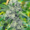 Pure Kush Seeds (Original Sensible Seeds)