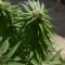 Stoned Panda Seeds