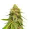 Watermelon Z Fast Version Feminized Seeds (EGS)