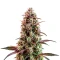Wifi OG Seeds