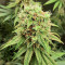 Tropicanna Banana strain