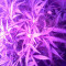 Ultraviolet Auto feminized seeds