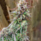 Do-Si-Dos Autoflower (Herbies Seeds)