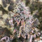 Original Auto Chemdawg Seeds