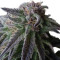 Graines de cannabis Special Queen #1 (RQS)