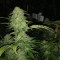 Graines de cannabis Super Skunk (White Label)