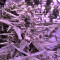 60 Day Lemon Autoflower (DNA Genetics)