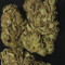Original Auto Chemdawg Seeds