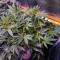 Alien Technology (Big Head Seeds)