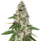 Black Gum feminized seeds