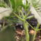 Graines de cannabis CBD Blue Shark (Barney's Farm)