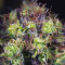 Dinamed CBD feminized seeds