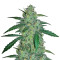 Early Skunk Haze (Early Pearl Skunk x Haze) Regular seeds