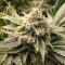 Kosher Sorbet (DNA Genetics)