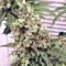 Neville's Haze Regular seeds
