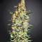 Neville's Haze Regular seeds