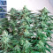 Original Bruce Banner Seeds