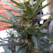 Semillas feminizadas Pineapple Express (G13 Labs)