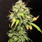 Polar Express Auto strain