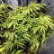 Graines de cannabis Road Dawg Regular (Karma Genetics)