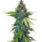 Sticky Fingers Autoflower (Seedstockers)