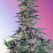 Sweet Pure Auto CBD (Sweet Seeds)