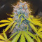 Toxic feminized seeds