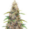 Amnesia Haze Autoflower (Herbies Seeds)