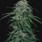 Chem-Bomb Auto Seeds