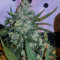 Critical + 2.0 Seeds