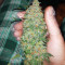 Critical Sensi Star Early Version Seeds
