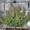 Delahaze feminized seeds