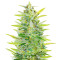 Dozy Whale Feminized Seeds (AlphaFem Seeds)
