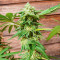 Hero Cookies Feminized Seeds (AlphaFem Seeds)