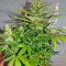 Semi femminizzati Jack Herer (Green House Seeds)