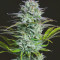 Kosher Cake Auto Seeds