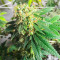 เมล็ด Lemon OG (AlphaFem Seeds)