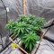 Lord Kush Seeds (Delicious Seeds)