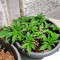 Medi Bomb 1 feminized seeds
