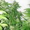 Northern Light Seeds (The Bulldog Seeds)