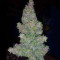 Semi femminizzati di Pounder Auto