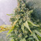 Purple Haze 1 feminized seeds