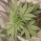Dozy Whale Seeds (AlphaFem Seeds) - Cannabis Strain Seeds for Sale